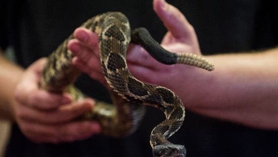 Snake sightings rattle a Northern Virginia community