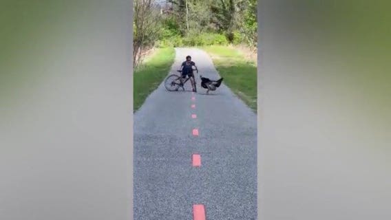 New video shows wild turkey harassing biker along Anacostia trail