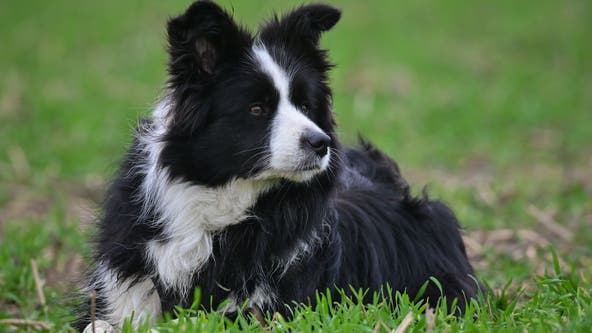 App to assist dog walkers flourishes in D.C.