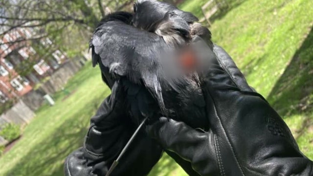 Crow shot with blow-gun dart in Arlington