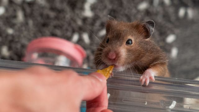 Animal cruelty investigation: Virginia man faces charges for allegedly killing hamsters in online videos