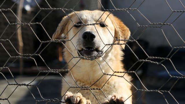 Unleashed dogs in Dumfries causing concern