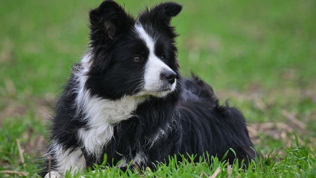 App to assist dog walkers flourishes in D.C.