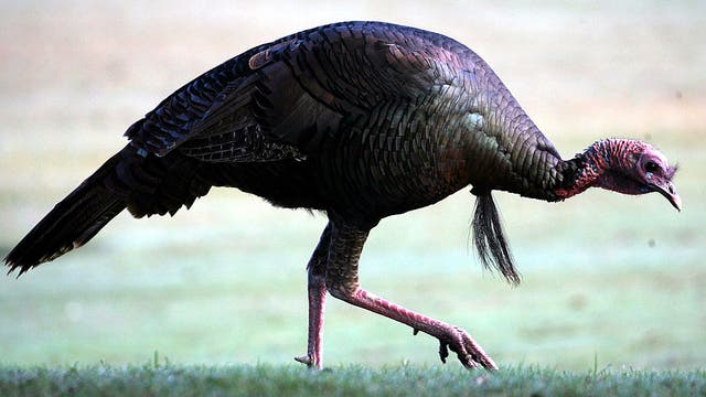 Wild turkey blamed for attacks on Anacostia hikers