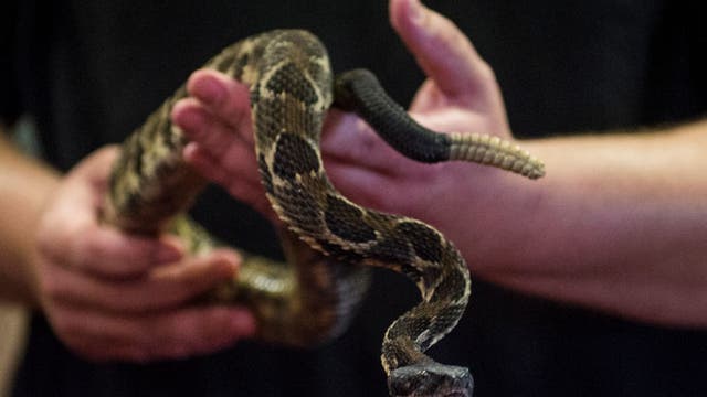 Snake sightings rattle a Northern Virginia community