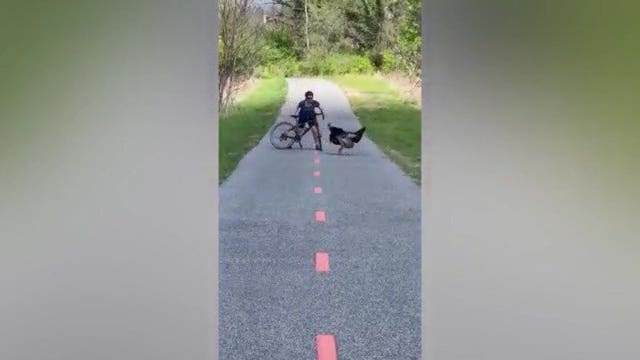 New video shows wild turkey harassing biker along Anacostia trail