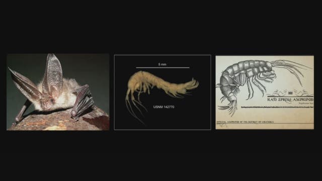 2 creatures could cause Rock Creek Park closure to become permanent