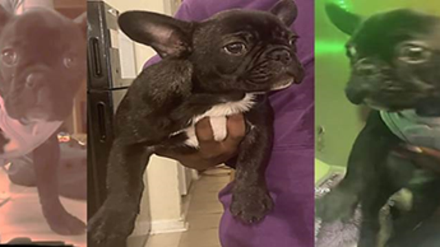 French Bulldog stolen in Southwest, police say