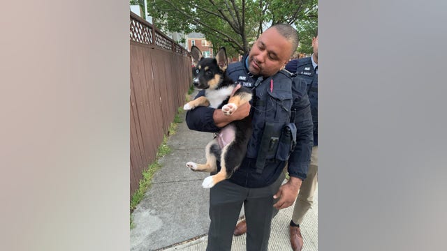 Police rescue 1 of the dogs stolen at gunpoint in DC