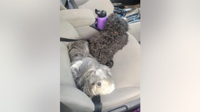 Service dogs stolen by 15-year-olds rescued in Prince George's County