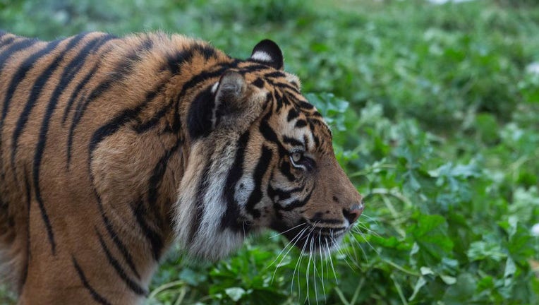 GREECE-ATHENS-ZOOLOGICAL PARK-TIGER