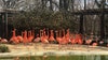 25 flamingos killed by wild fox at Smithsonian’s National Zoo