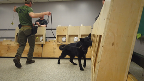 EXCLUSIVE: Narcotic sniffing dogs in Virginia get new purpose