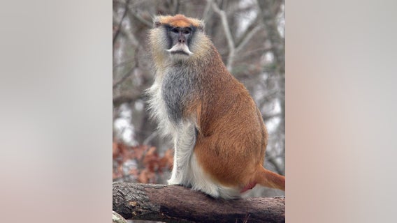 Georgia deputies called to capture 'monkeys on the loose'