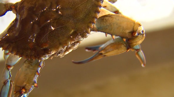 Chesapeake Bay blue crab numbers lowest in 33 years, survey says