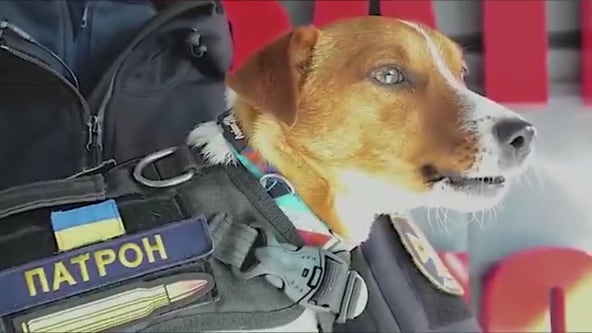 Cannes 2022: Ukrainian mine-sniffing terrier wins ‘DogManitarian’ Award