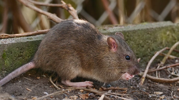 Rat problem in DC sparks calls for investigation from neighborhood group