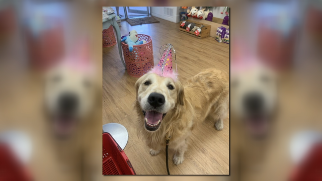 Dog reunited with owner after being stolen in Southeast DC