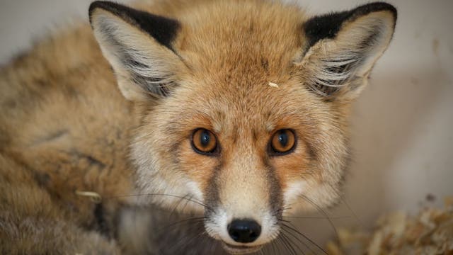 Fox sightings on the rise across DC region