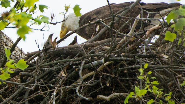 'DC9' eaglet removed from nest, tagged for research purposes