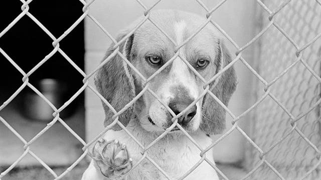 Feds sue operator of Virginia dog breeding facility, seize beagles