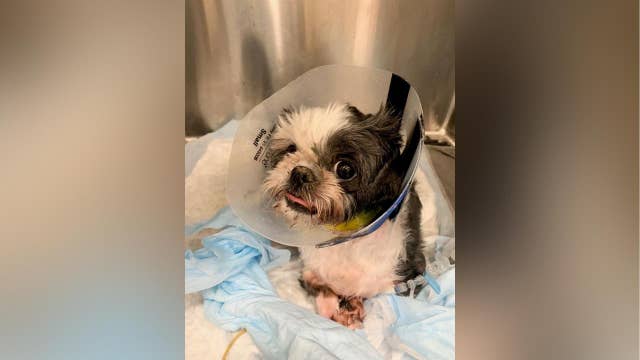 Virginia father and son arrested after dog found severely injured