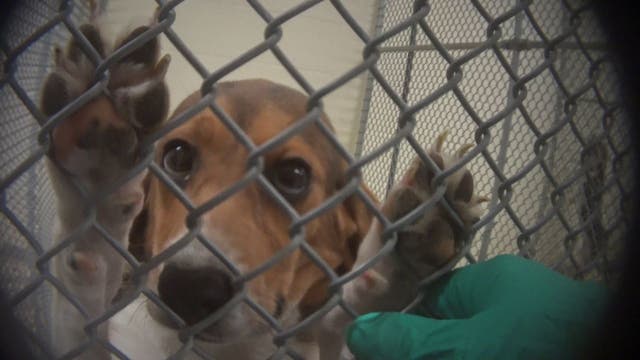 Humane Society demanding release of 80 beagles from animal testing lab with ties to Maryland, Virginia