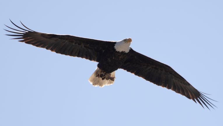 Bald and golden eagles repeatedly exposed to lead, study shows
