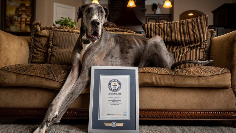 Great dane clearance dog sofa