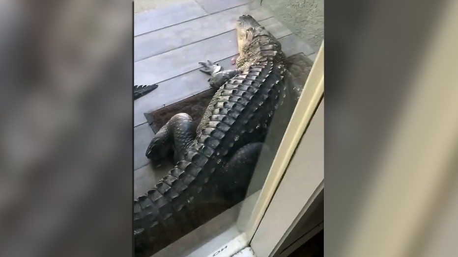 gator blocks odessa front door
