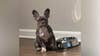 French Bulldog stolen in Temple Hills burglary; photo released of person of interest