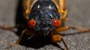 Zombie Cicadas: Insect STD can cause hallucinatory effect on birds that might eat them