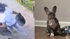 French Bulldog stolen in Temple Hills burglary, police say