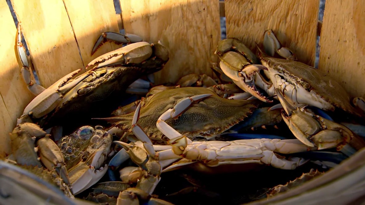 Chesapeake Bay blue crab numbers rise, according to new survey