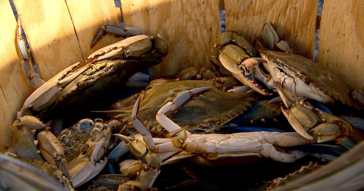 Chesapeake Bay blue crab numbers rise, according to new survey