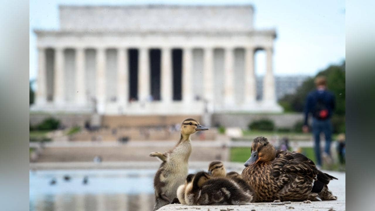 Bird flu virus detected in ducklings at Lincoln Memorial Reflecting Pool
