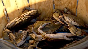 Maryland to place crabbing restrictions on Chesapeake Bay blue crab catches