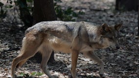 Rabid coyote killed in Virginia after biting 4 people
