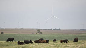 Excessive heat blamed for thousands of Kansas cattle deaths