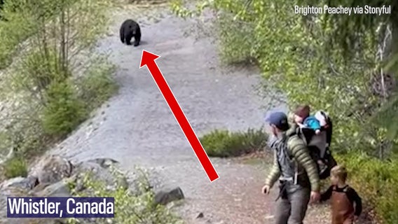 Watch: Black bear stalks family along Canadian trail