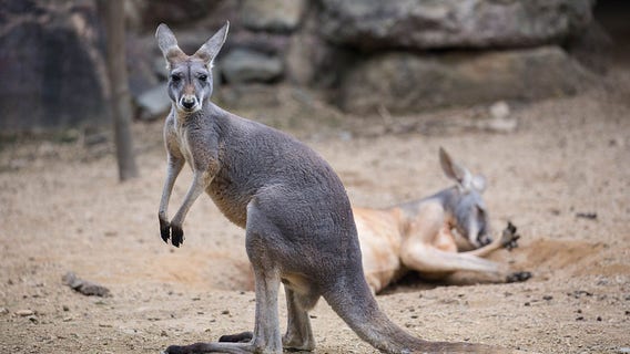 Loudoun County bans kangaroos, scorpions, other exotic animals