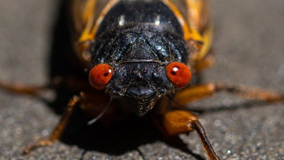 Zombie Cicadas: Insect STD can cause hallucinatory effect on birds that might eat them