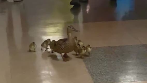 VIDEO: Duck family walks halls of Loudoun County elementary school to find pond