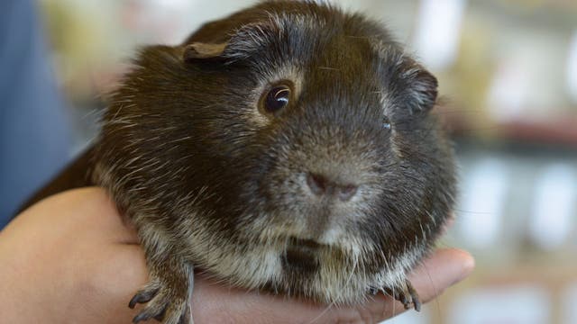 Man charged with physically, sexually torturing guinea pigs in posted videos