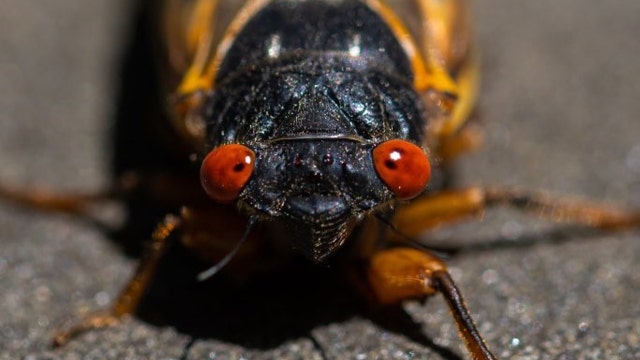Zombie Cicadas: Insect STD can cause hallucinatory effect on birds that might eat them