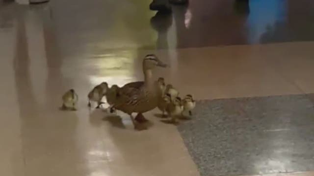 VIDEO: Duck family walks halls of Loudoun County elementary school to find pond