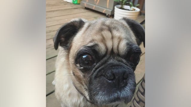 Another dog dies after visiting pet hotel in Adams Morgan