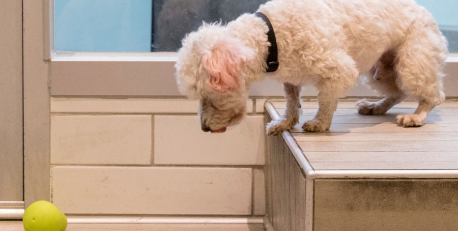 Super Smart Dogs Learn the Names of Toys Quickly (and Remember Them Later)