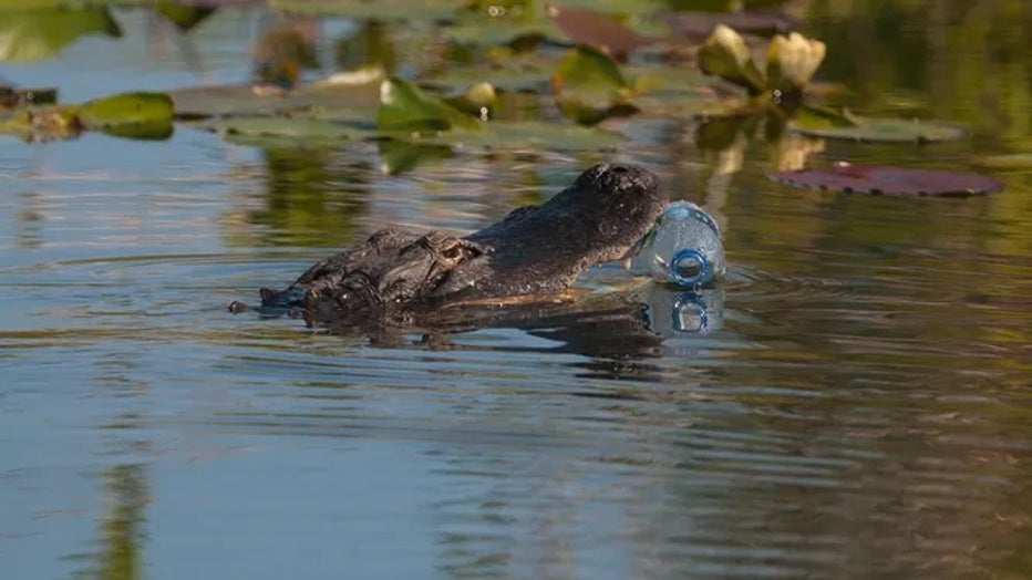 GettyImages-1140436797.jpg