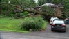 Massive downed tree removed from front of Adelphi home after neighbors, councilmember come together